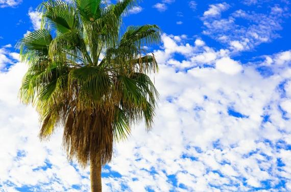'Palm Tree - Tenerife - Canary Islands - Holiday. By Thomas Tolkien' - Tenerife